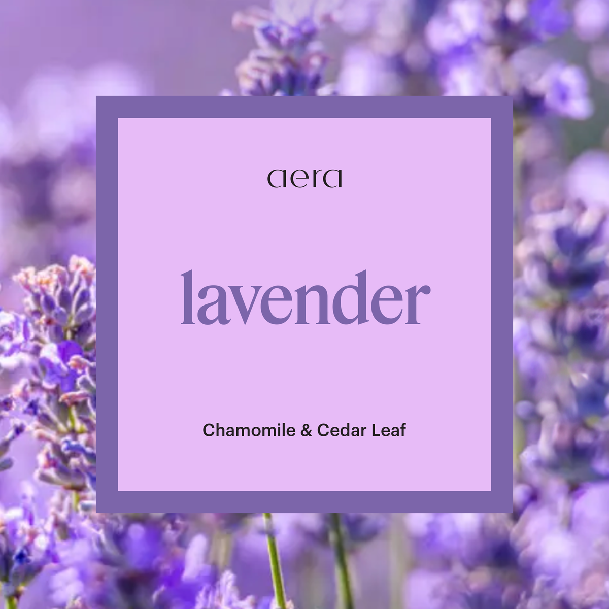 lavender plant air purifier Aera Lavender Diffuser Capsule | Aromatic
