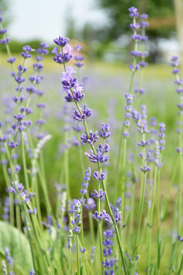 Lavender + Bergamot alternate