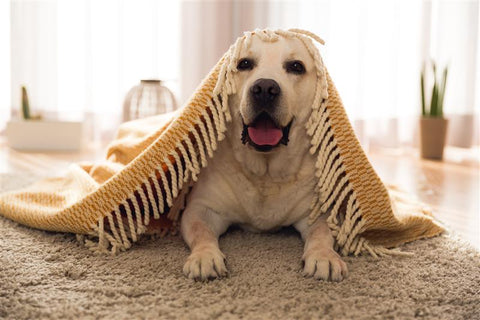 How to Scent Safely