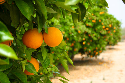 Orange Essential Oil – An Ingredient That Turns up the Happy 