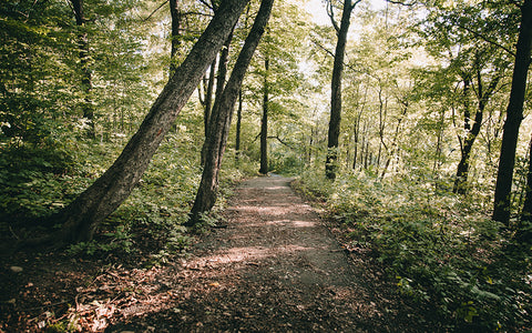 7 Easy Ways To Integrate Nature Into Your Busy Day