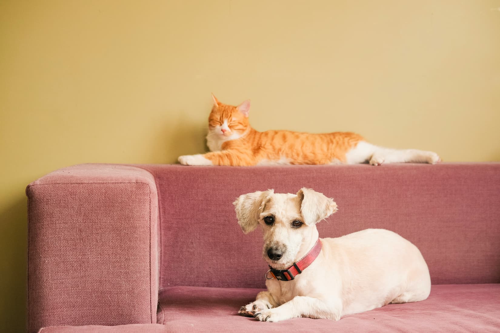 A dog and cat resting together on a pink sofa at home — the kind of everyday scene that raises the question of whether your home fragrance is safe for pets.