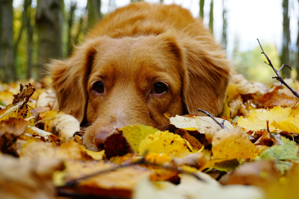 Fall Foods Your Pets Will Love