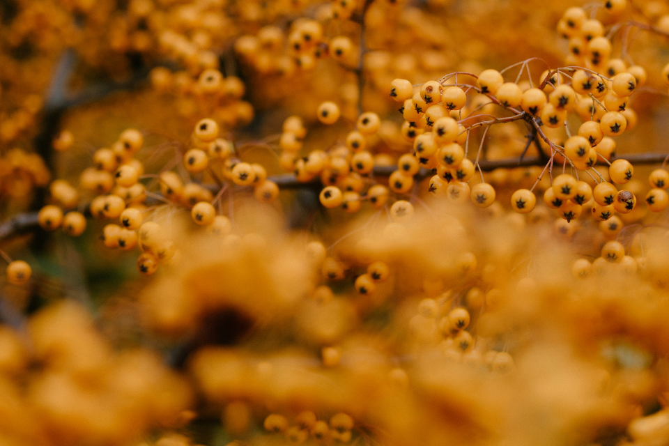 The Language of Scent