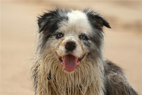 Keeping Pet Homes Fresh When Weather Turns Cold