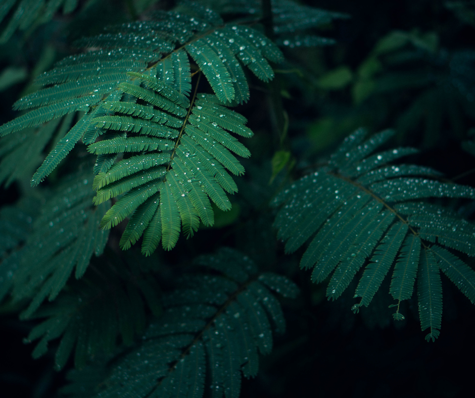 Botanicals: The Key to Beautifully Smelling Fragrance