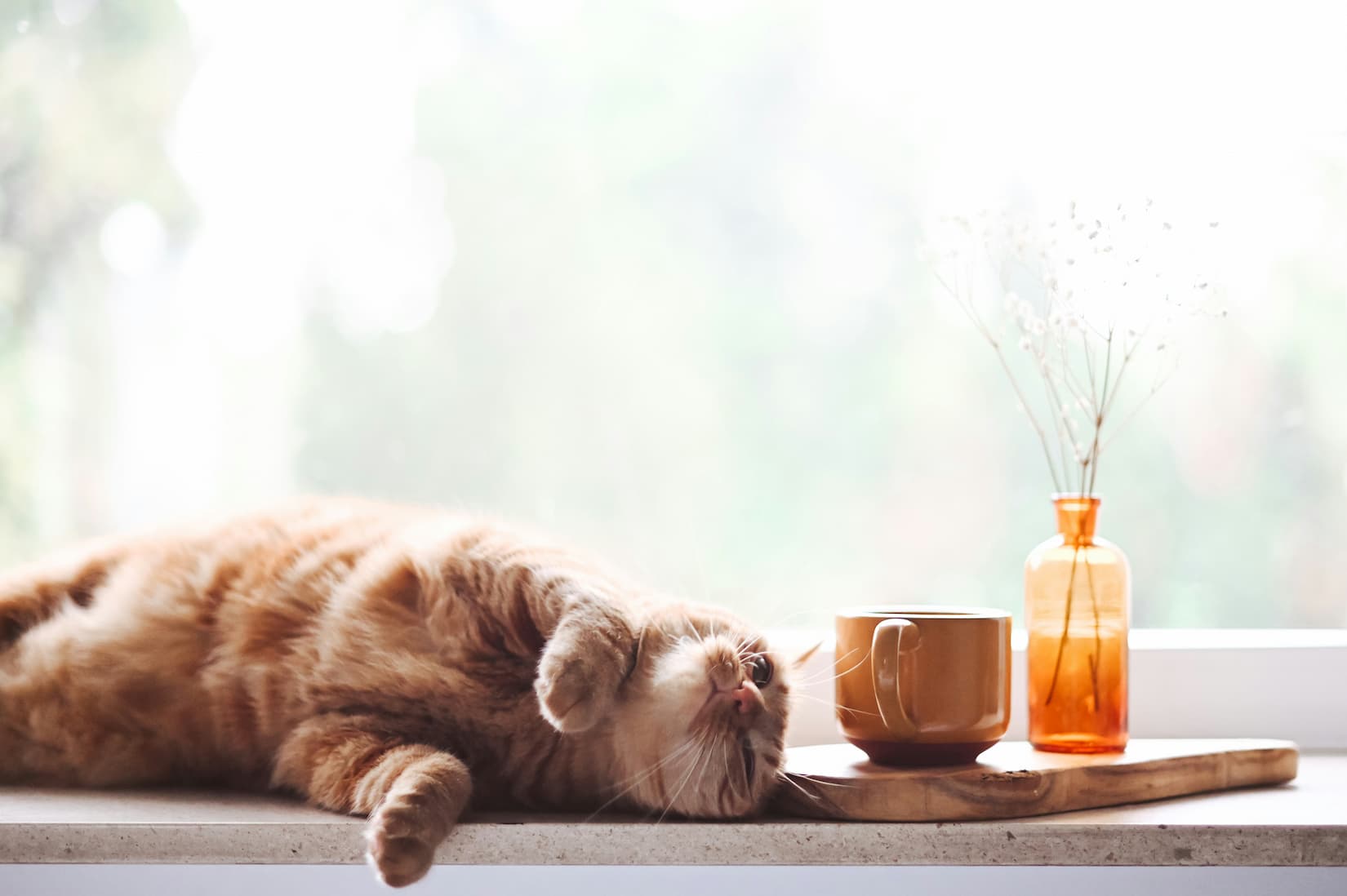 Essential Oils Safe for Cats: The Complete Diffusing Guide for Pet Owners