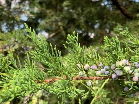 What Does Cedar Scent Smell Like? A Guide to Warm Woody Home Fragrances