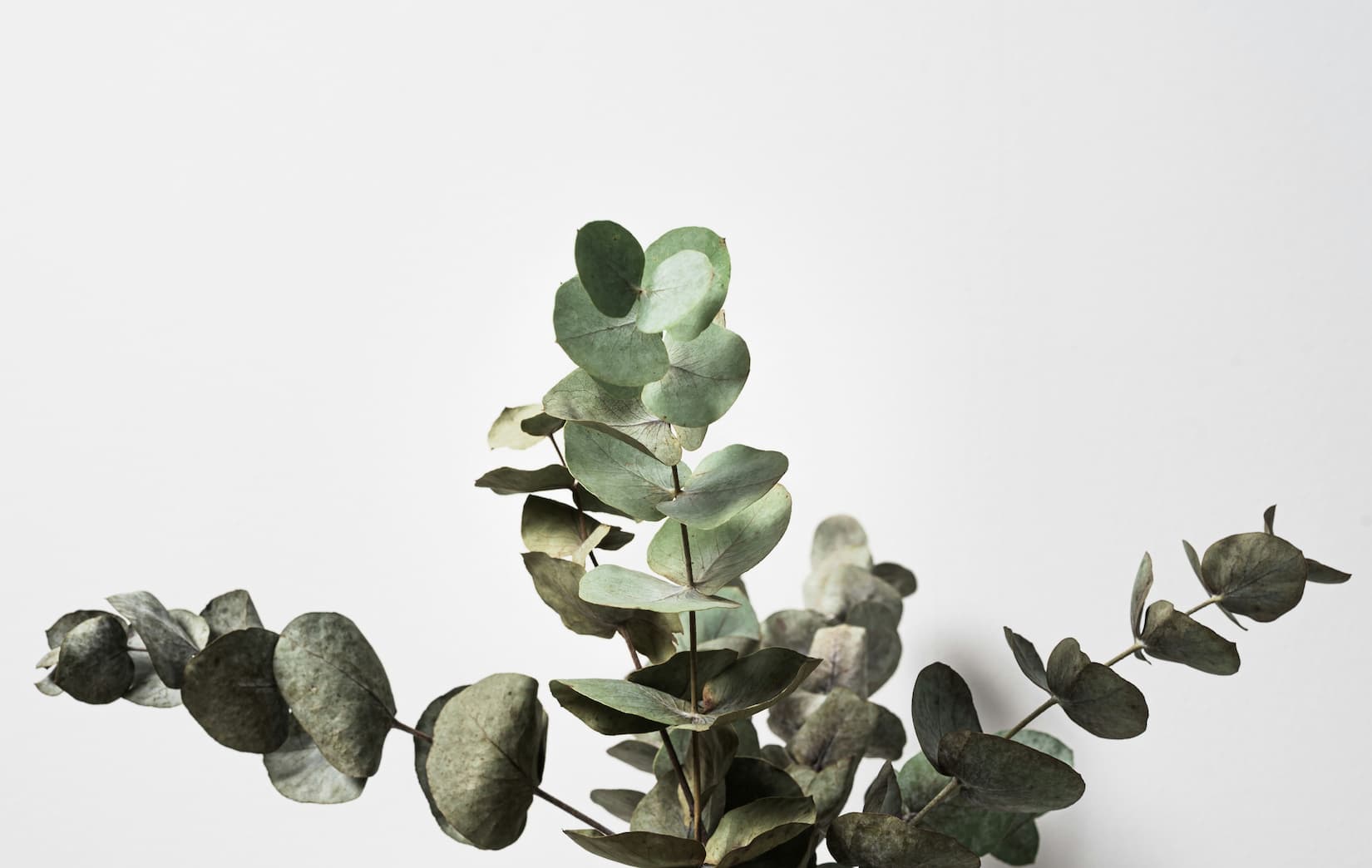 Dried eucalyptus stems with silvery green leaves stretch against a white backdrop, showing what does eucalyptus smell like when used as a eucalyptus home fragrance.