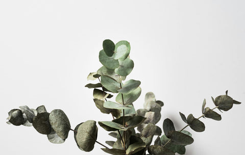 What Does Eucalyptus Smell Like?