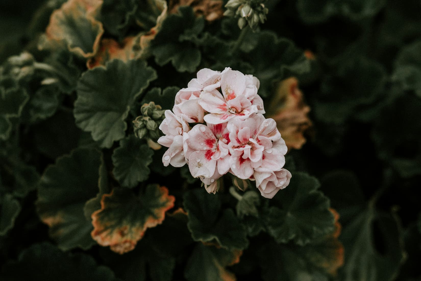 Dew-dropped pink and white geranium blooms cluster against dark green leaves, capturing the geranium scent behind Aera's aromatherapy scent profile.