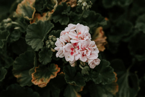 Geranium Scent: What It Smells Like and Why It Works in Every Room