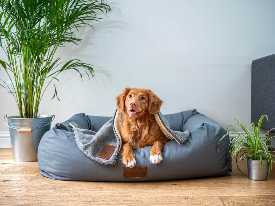 Aera® - Pet Safe Diffusers: What You Need to Know