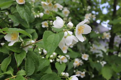 What Does Jasmine Smell Like?