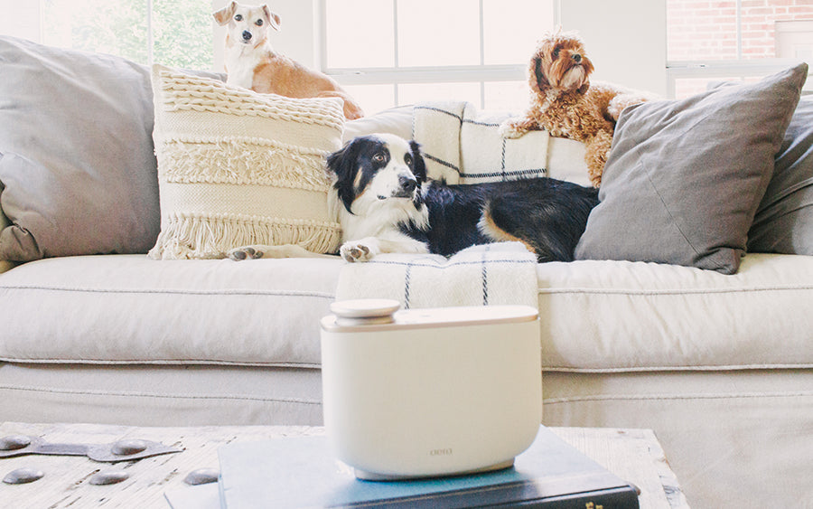 Aera® How to Prevent and Eliminate Pet Odors in Your Home