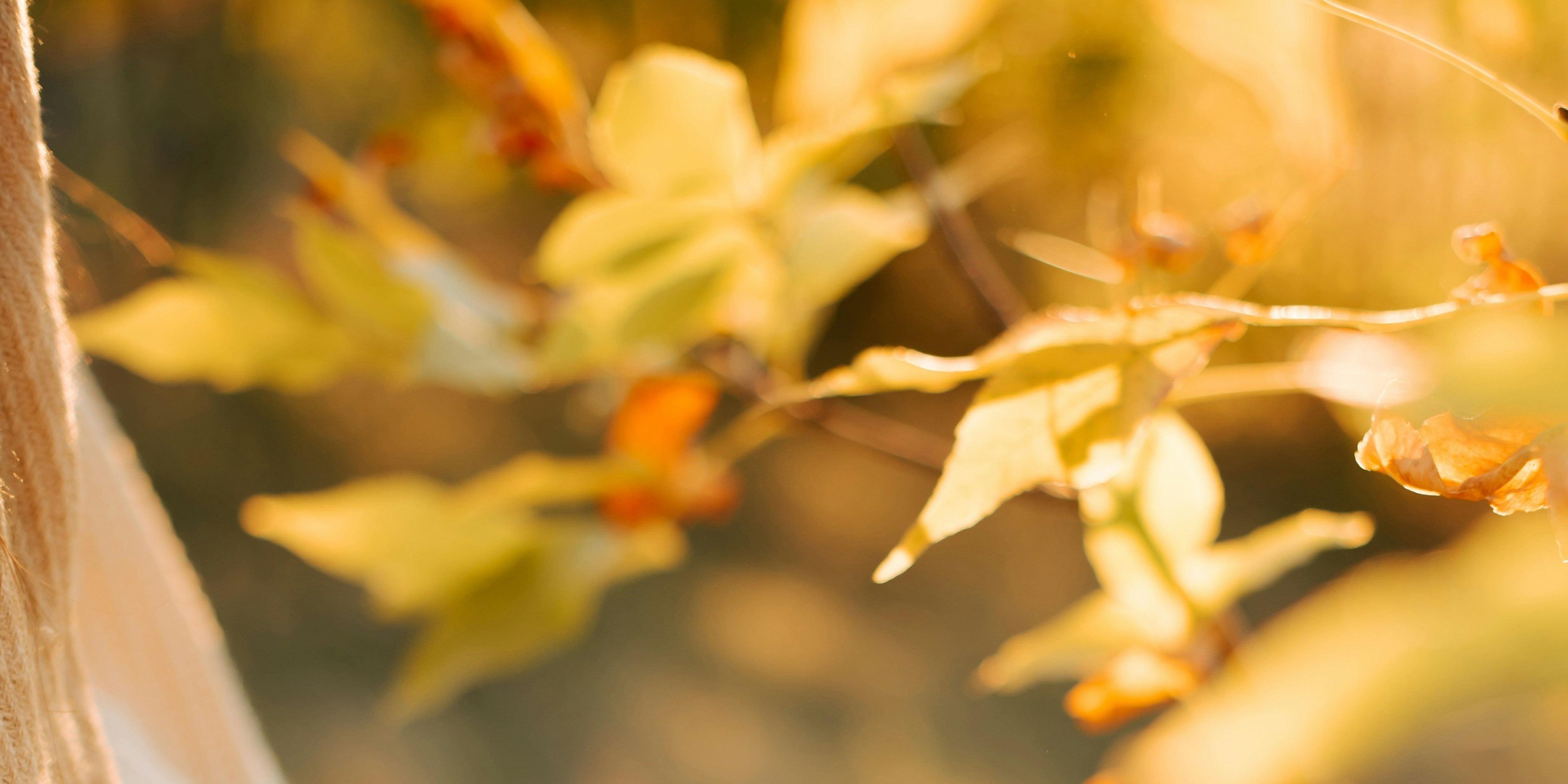 Golden autumn leaves glow backlit in warm afternoon light, the kind of amber, sunlit scene that captures what does palo santo smell like and the woody palo santo scent of fall.