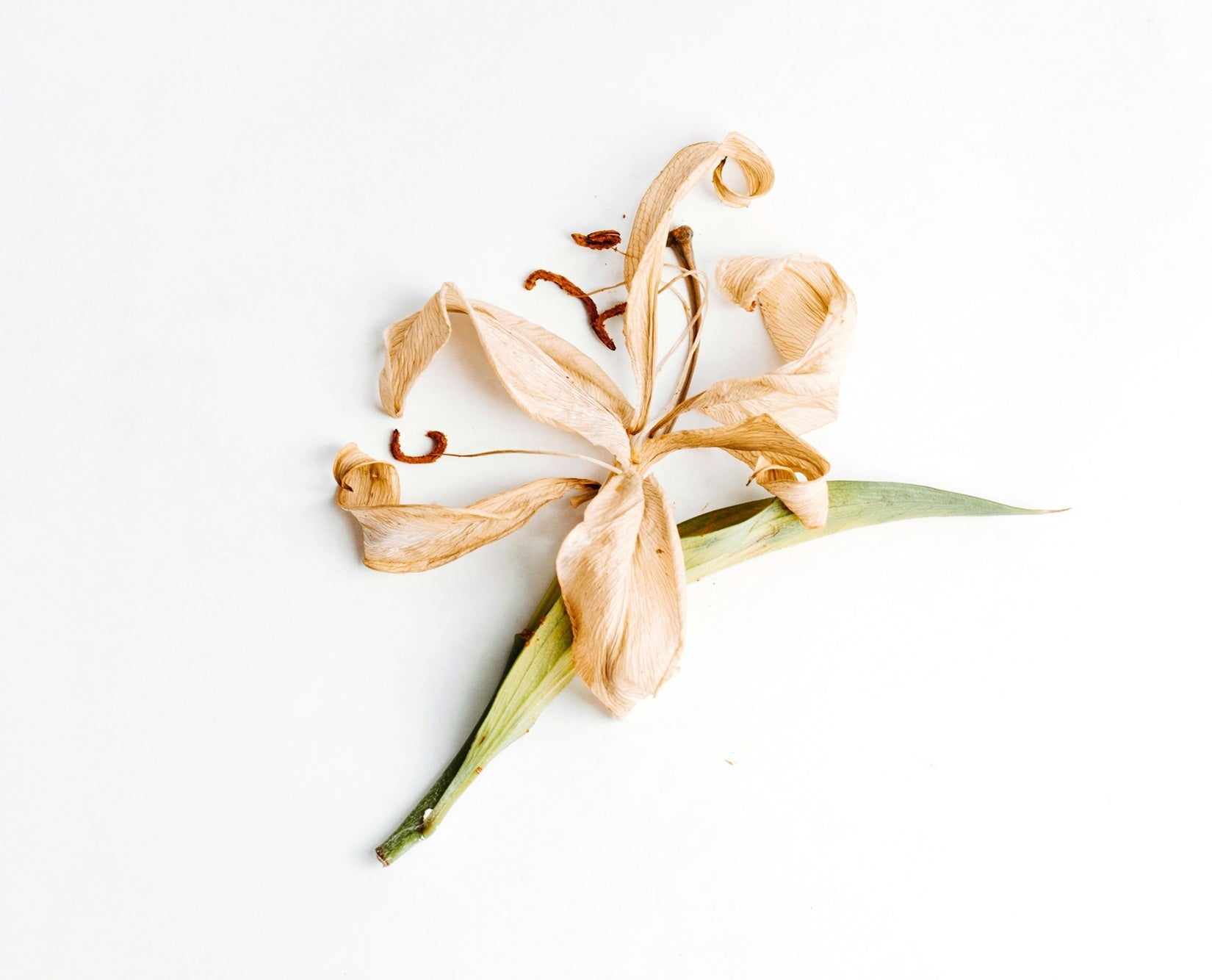 A dried vanilla orchid blossom laid flat against a white background -- the botanical source of warm vanilla scent, and one of the most recognizable notes in home fragrance.