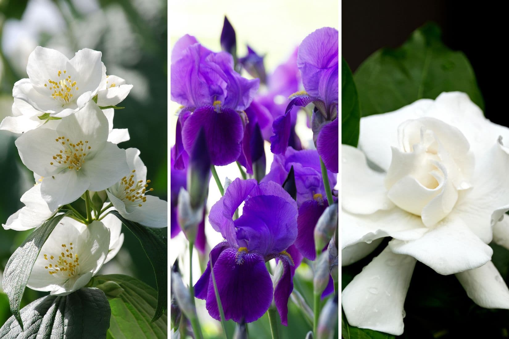A triptych of white jasmine, purple iris, and gardenia blooms, showing the white floral fragrance notes that shape Aera's clarity fragrance profile.