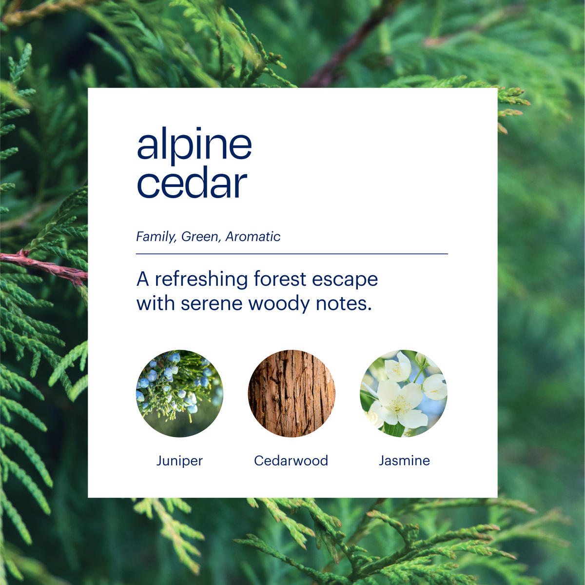Aera® - Aera & Alpine Cedar