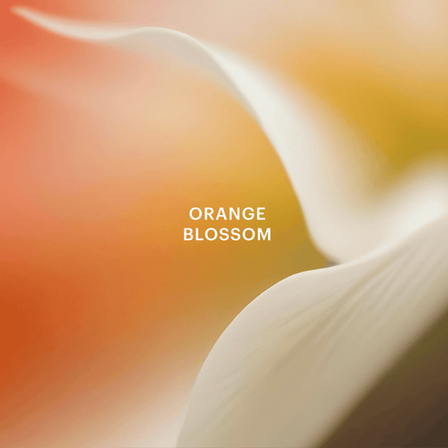 Under the Citrus Sun Home Fragrance Capsule