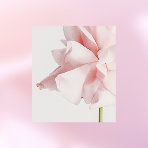 Flower of Light