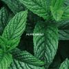 The Emerald Spring Mini Home Fragrance Capsule