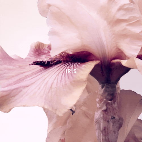 Flower of Light