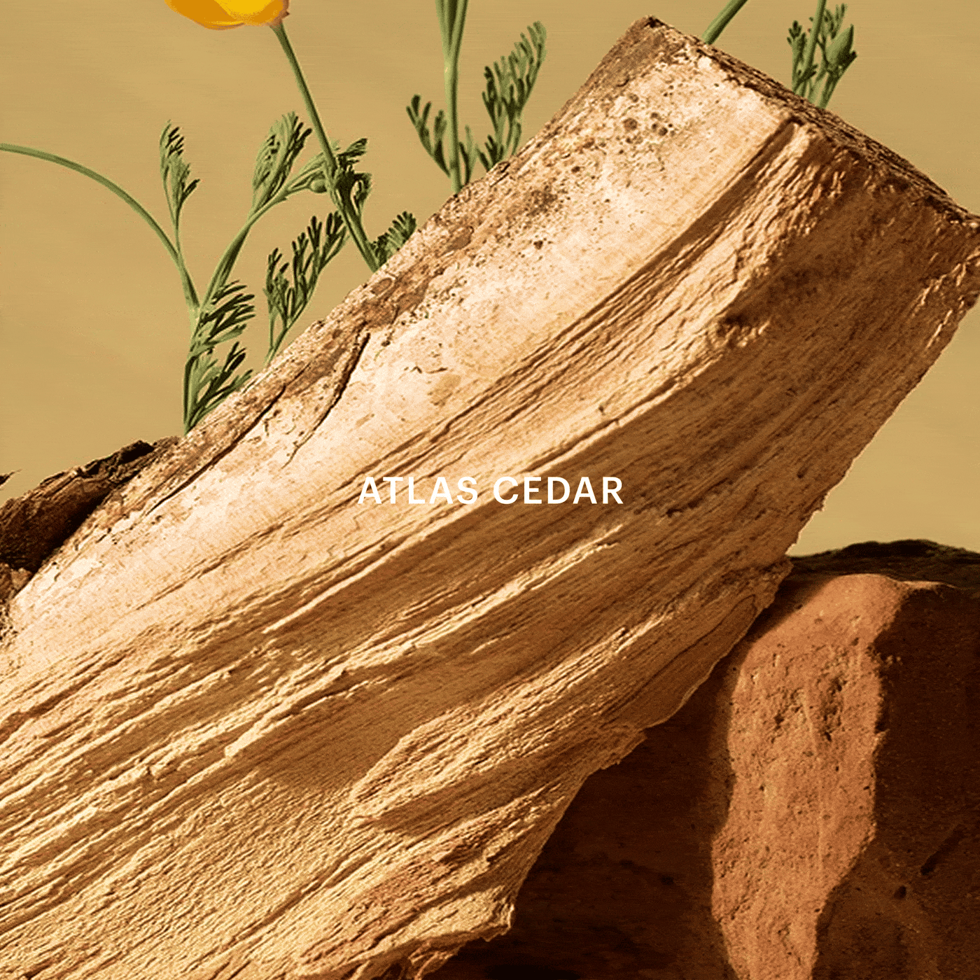Aera® - Golden Woods | Clarity Fragrance & Fresh Woody Scents | Aera