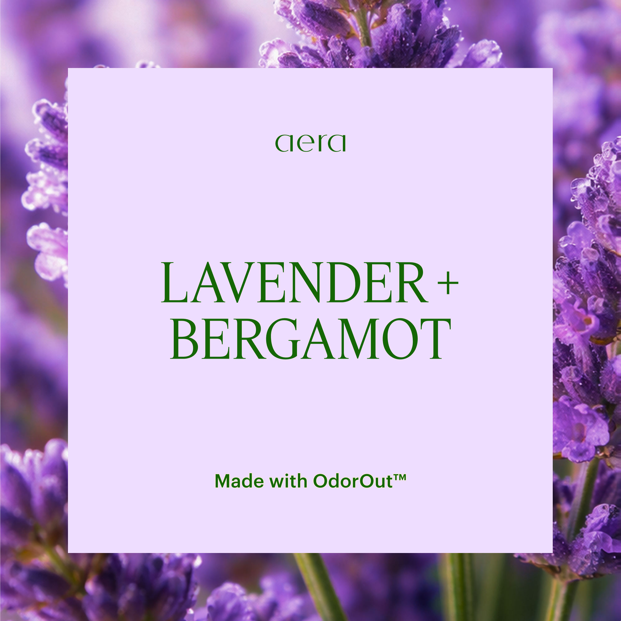bergamot lavender plant Aera® - Home Hygiene Lavender Mini | Lavender Lavandin & Bergamot