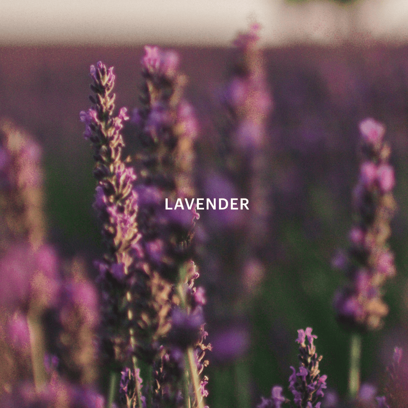 Aera® - Lavender and the Moon | Lavender Scent & Cinnamon Scent | Aera
