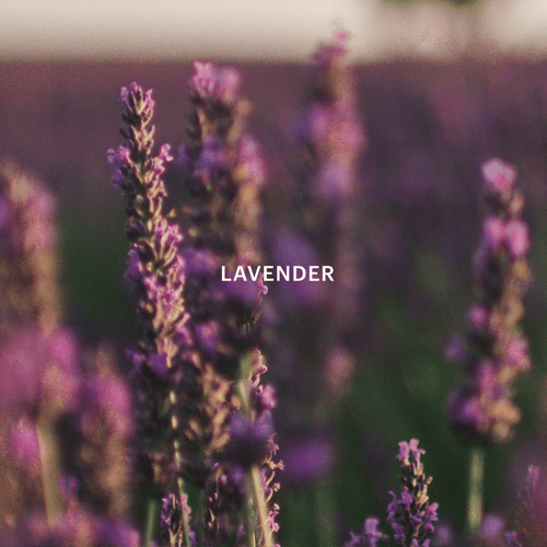 Lavender and the Moon Home Fragrance Capsule