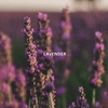 Lavender and the Moon Mini Home Fragrance Capsule