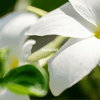 Magnolia Blush