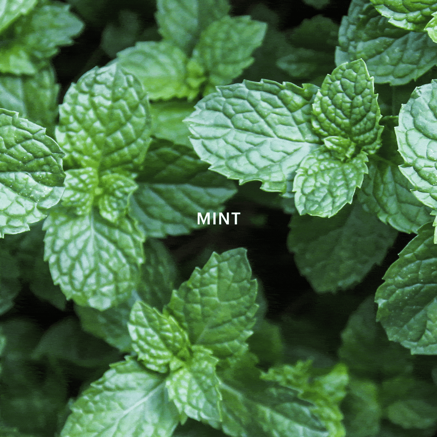 Aera® - Home Hygiene Mint & Eucalyptus | Mint Scent & Eucalyptus