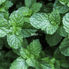 Mint + Eucalyptus