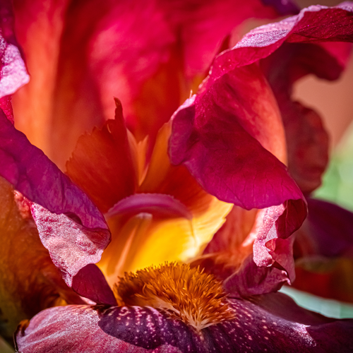 Moondance Mini fragrance capsule