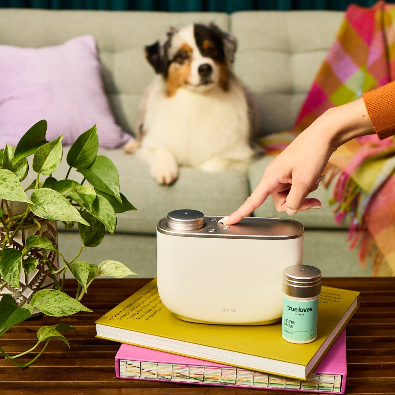 Aera® - Aera Diffuser + True Loves | Pet Safe Air Freshener