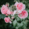 Rose Mini fragrance capsule