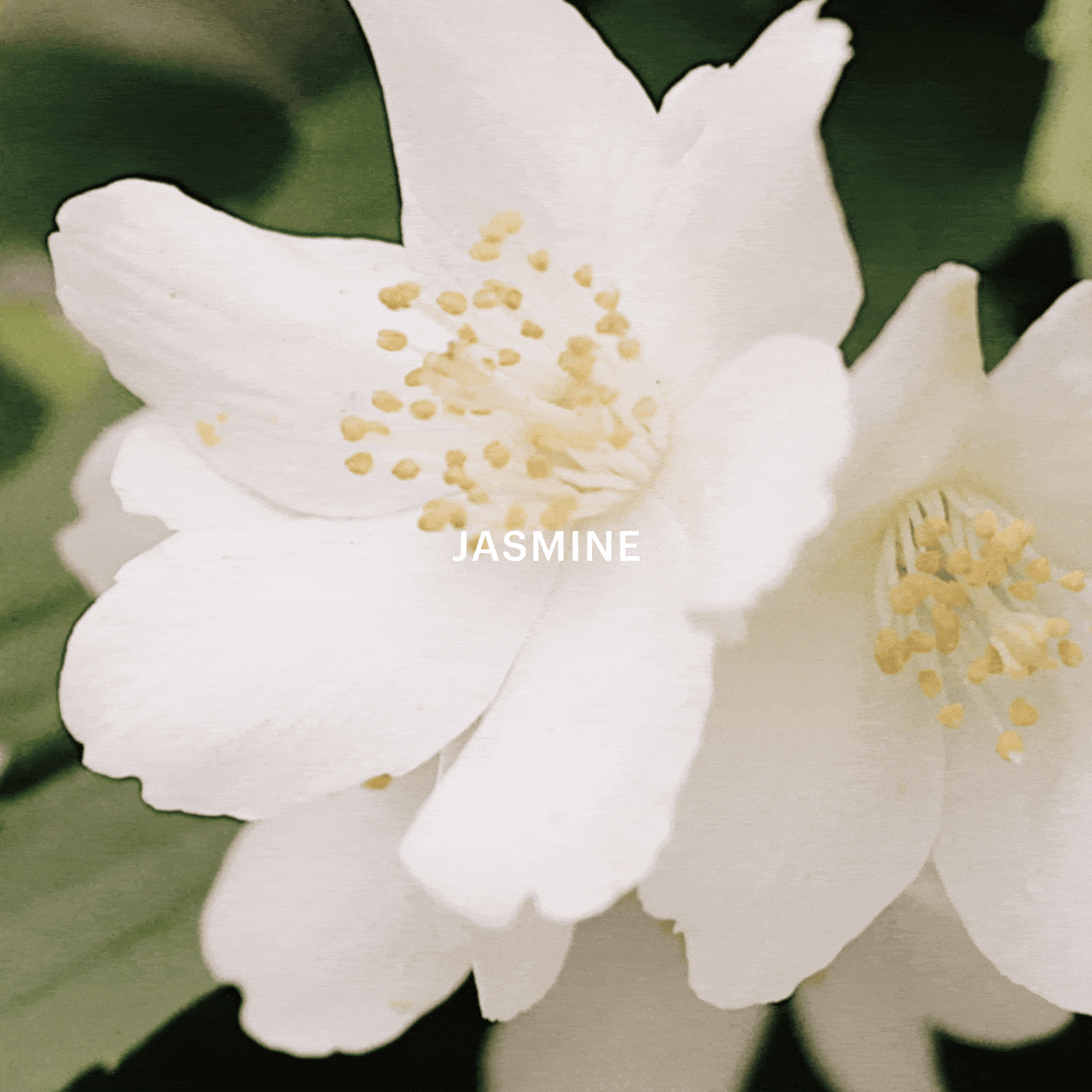 Aera® - White Tea Mini Scent for Home