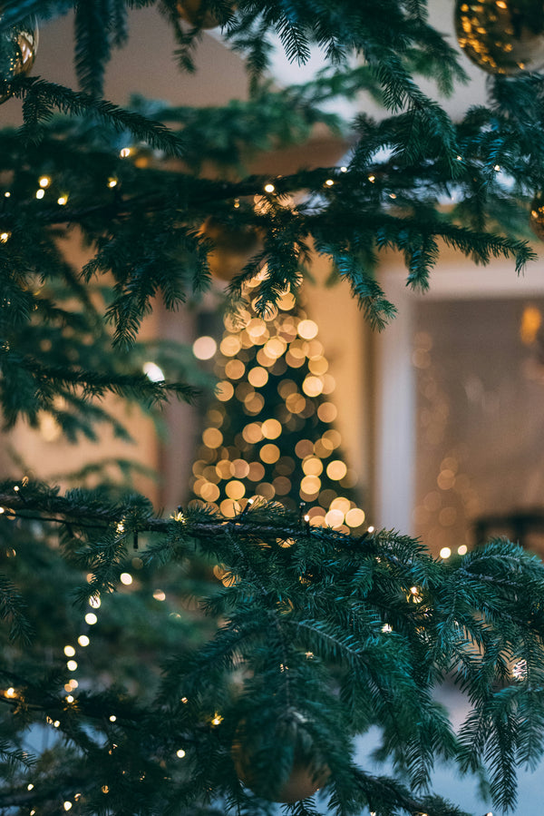 Majestic Fir alternate