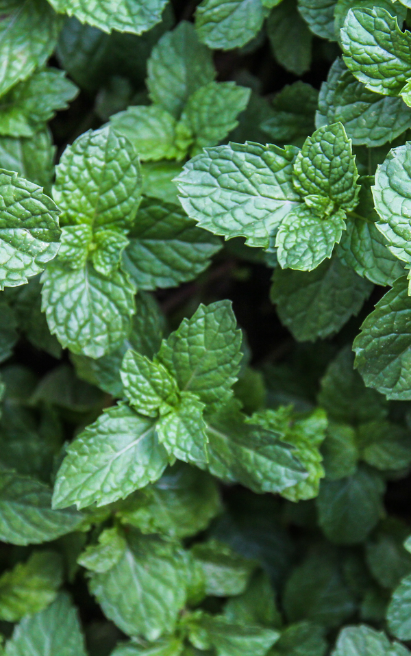 Mint + Eucalyptus alternate