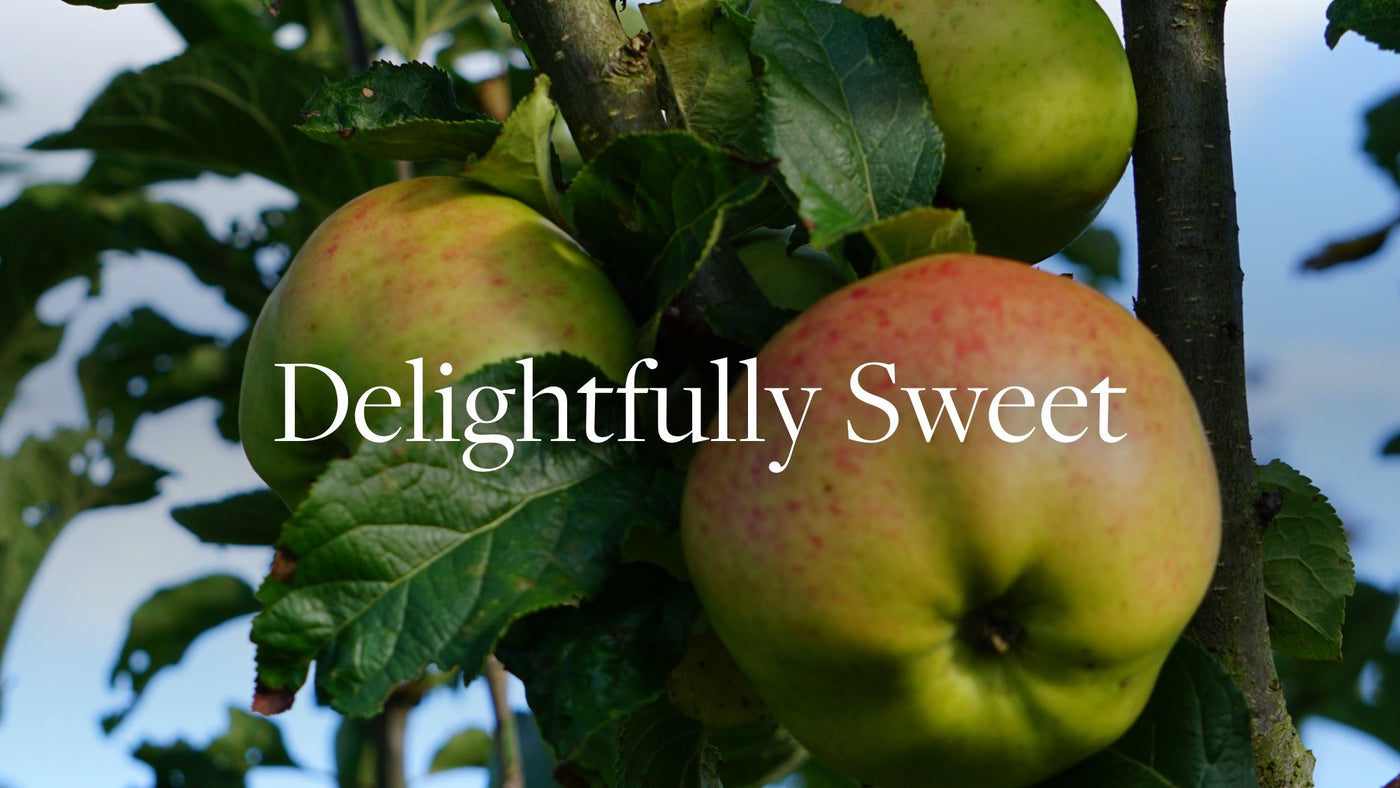 Apple Orchard scent described as delightfully sweet